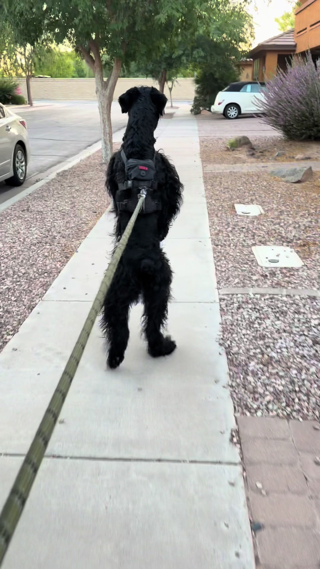 @Fiona Walks