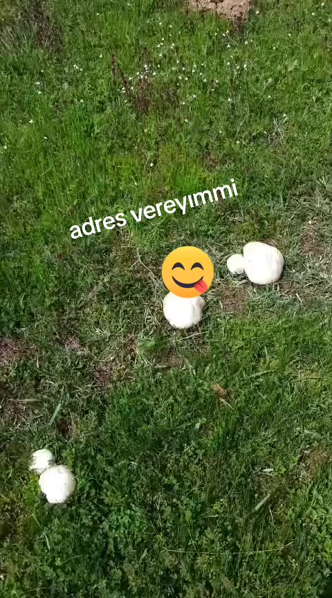 @🦋 Konya lı 🦋