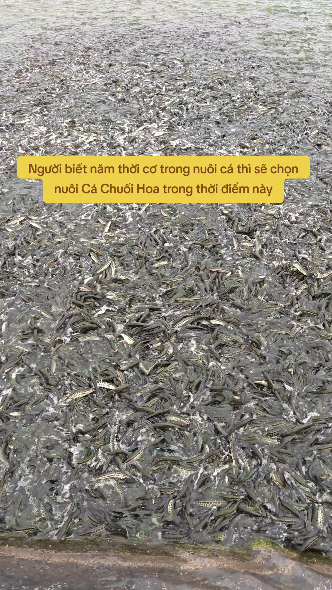 @Cá Chuối Hoa