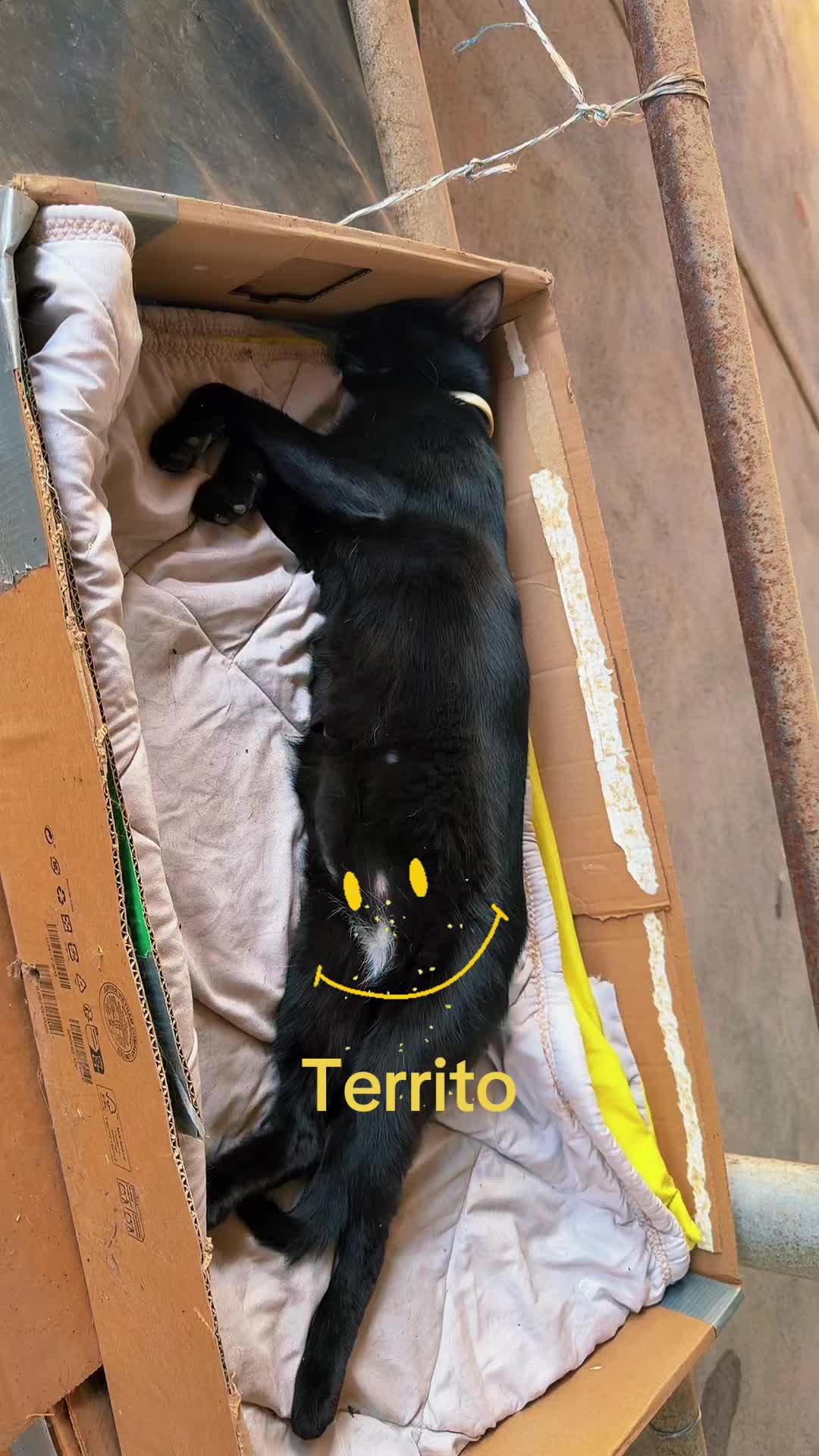 @Amri Gatitos