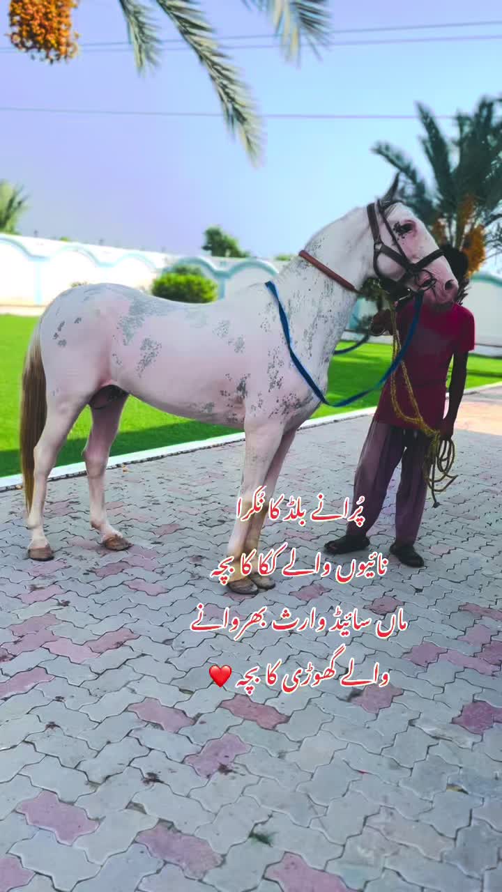 @رانا وقار اشرف 🐎