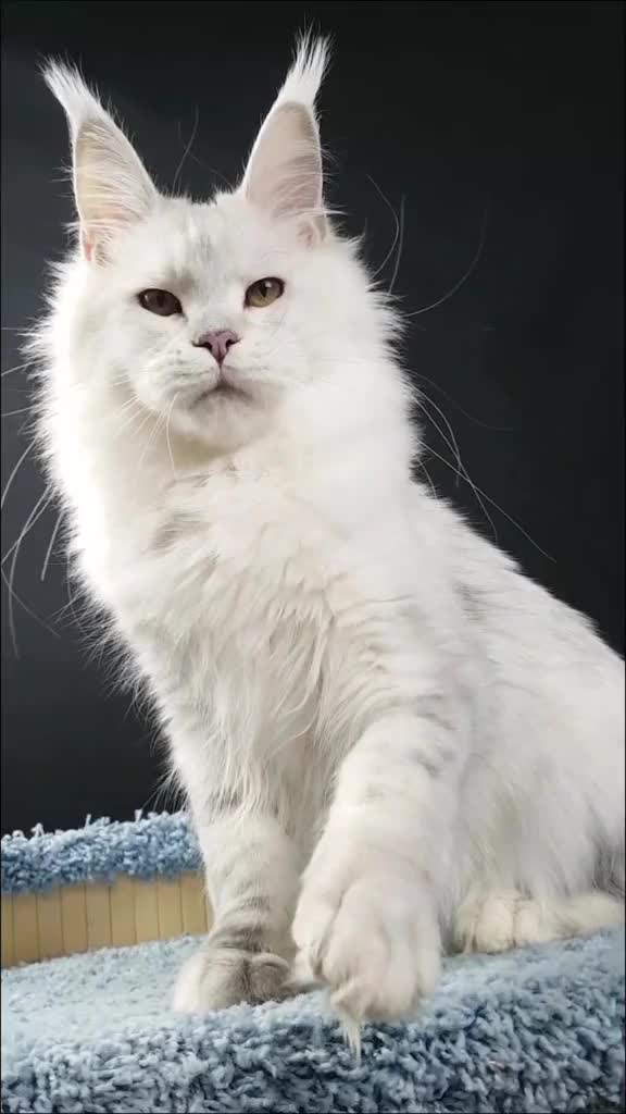 @Maine coon kitten