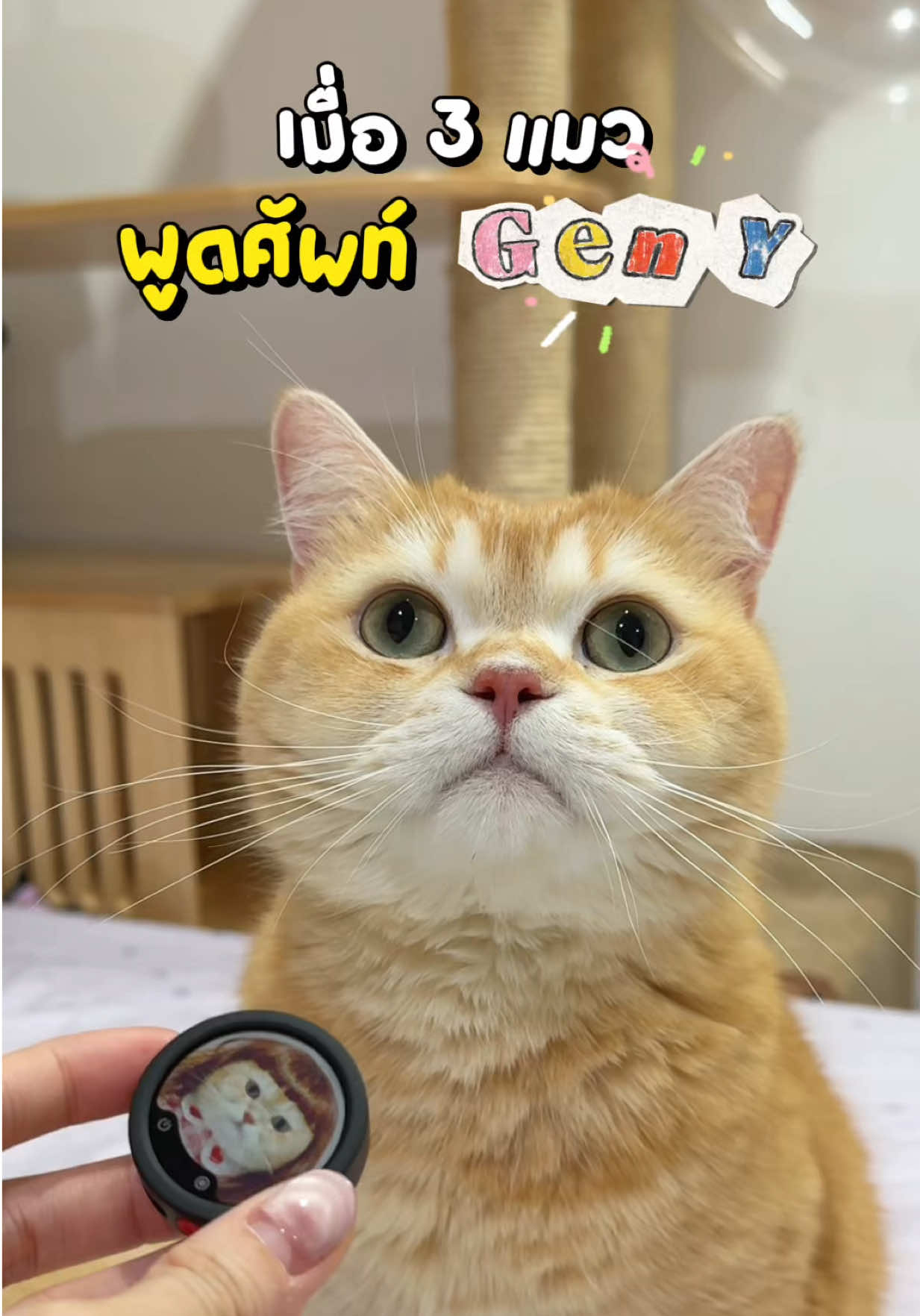 @ชิเอลแมวมึน 😺