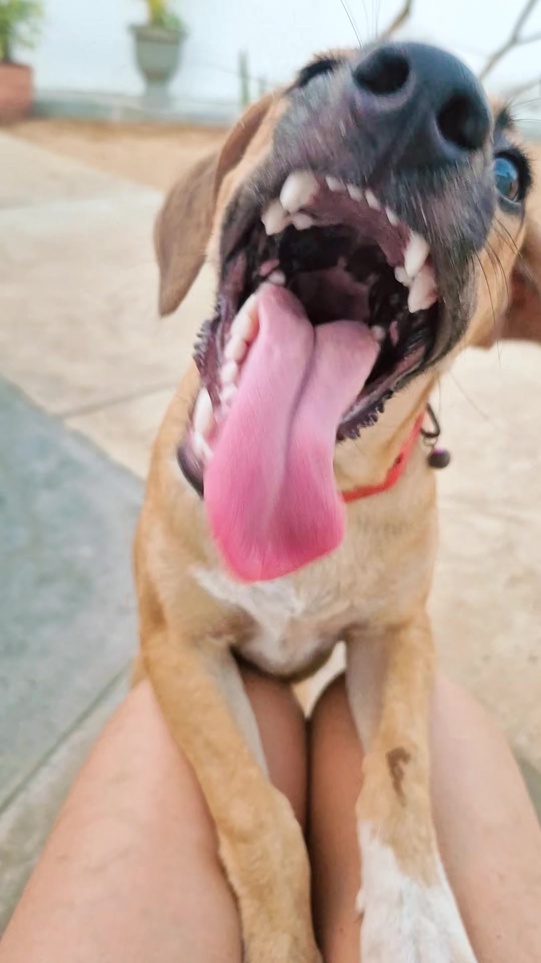 @Bimba/Nikita/Bruno🦴🐕