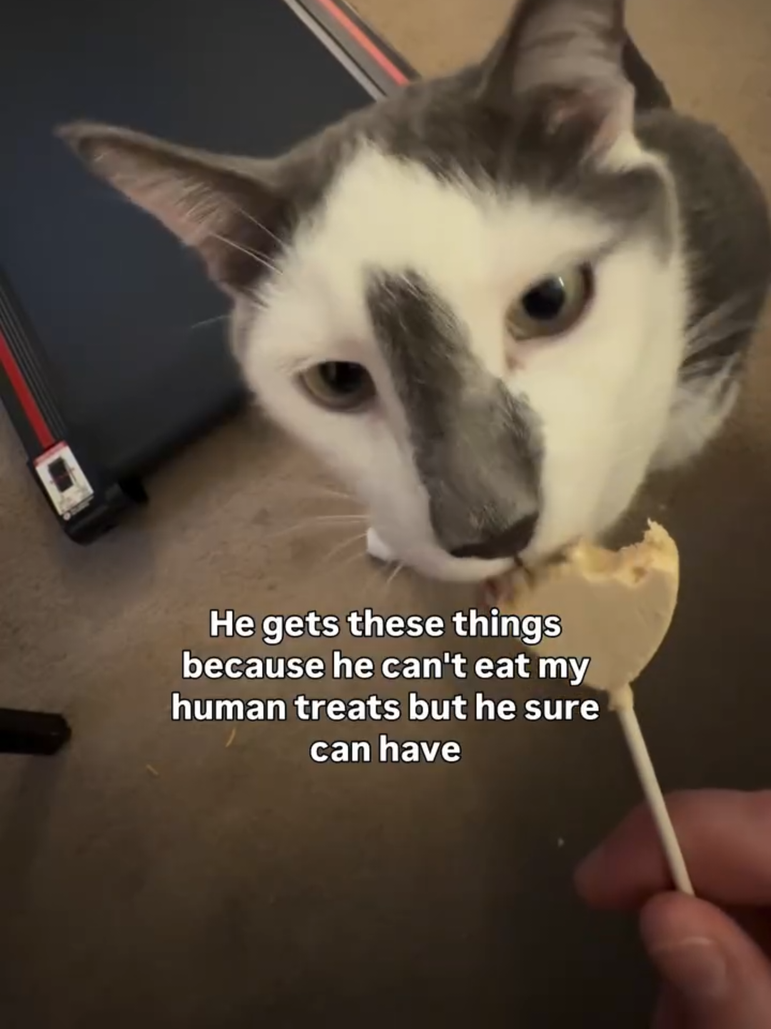 @Chonky World Of Cats