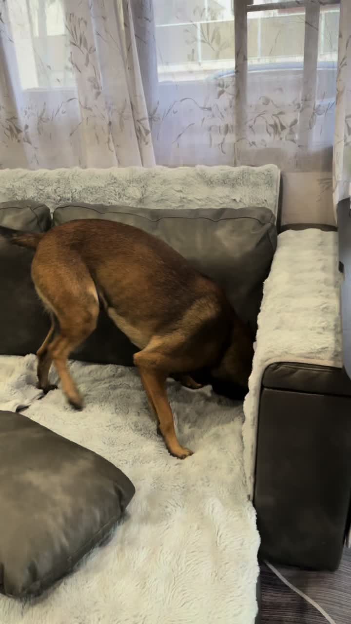@doglifethailand