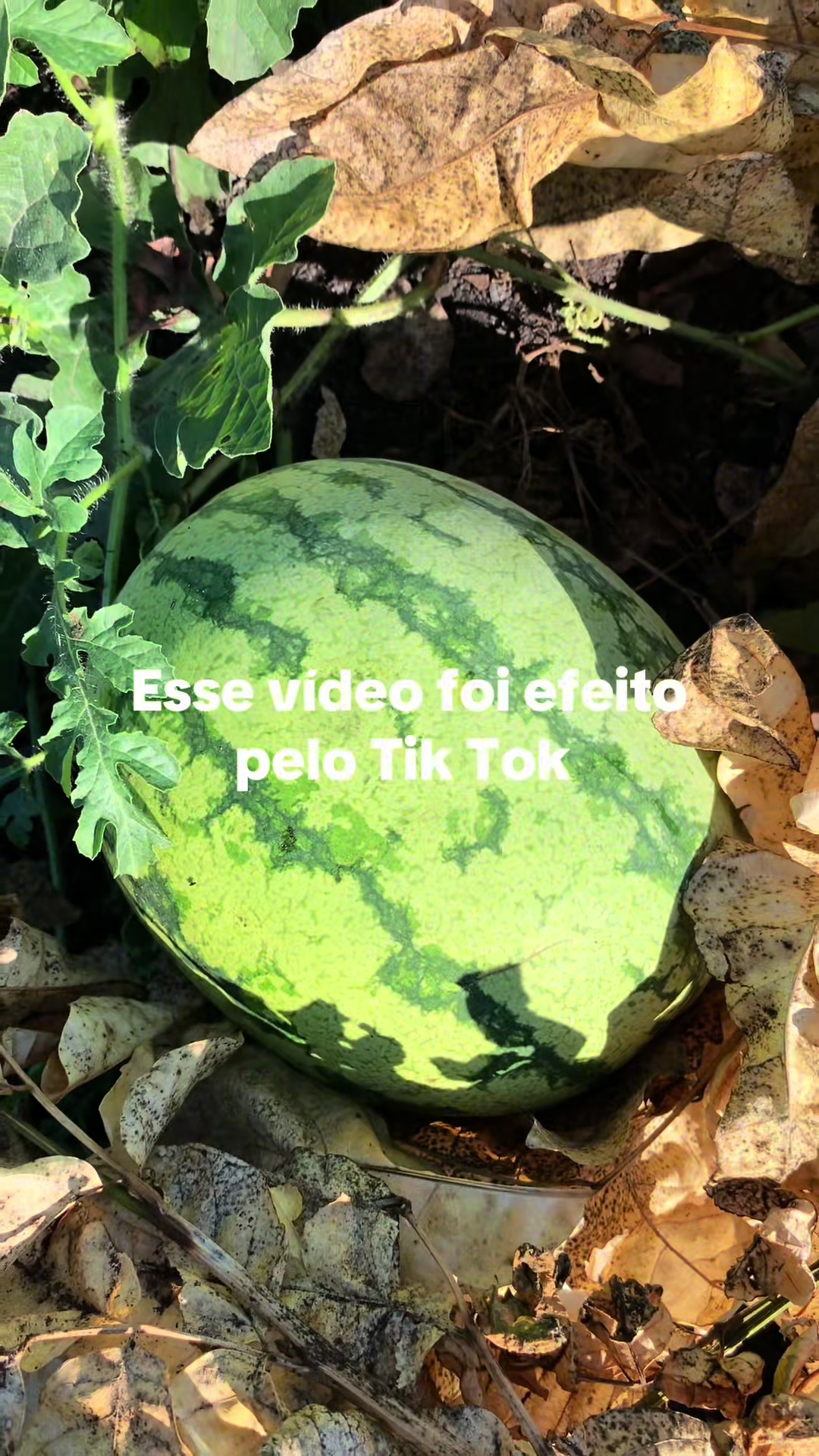 @Felicidade Gotine Firmino