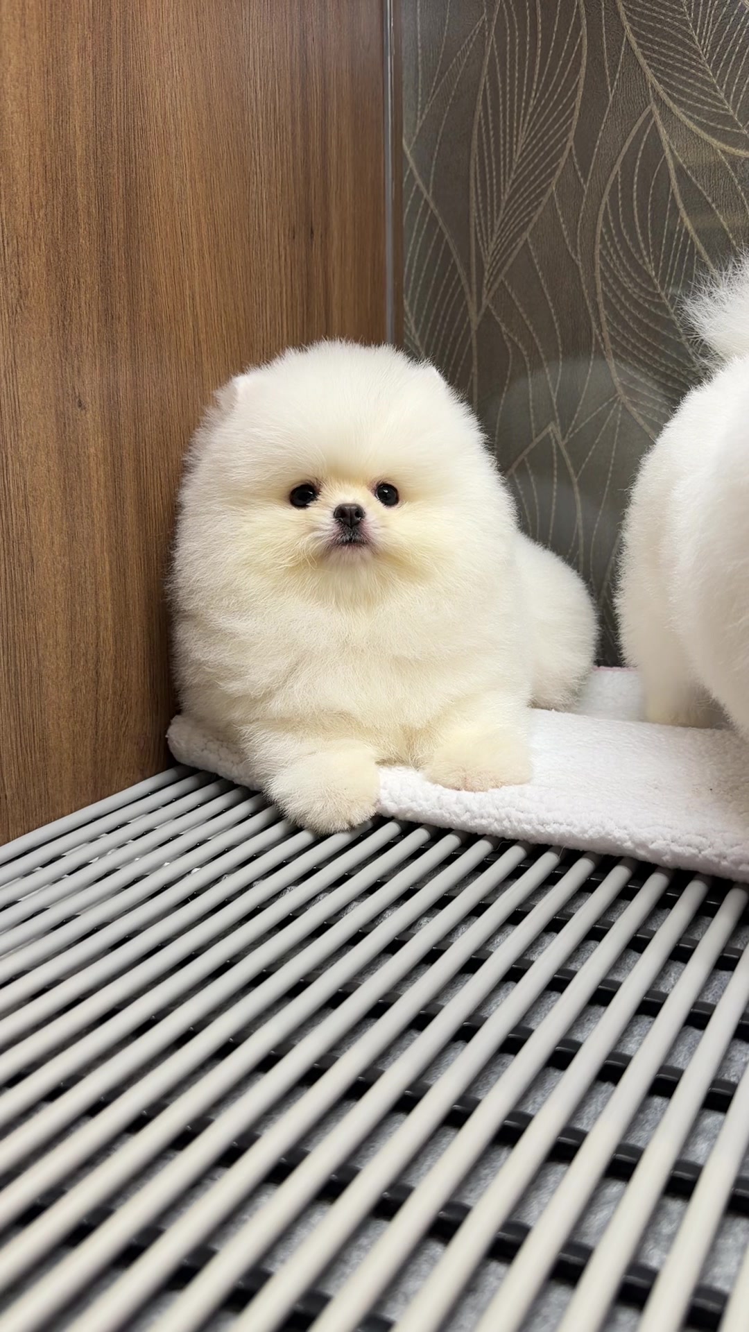 @JC Dog Republic