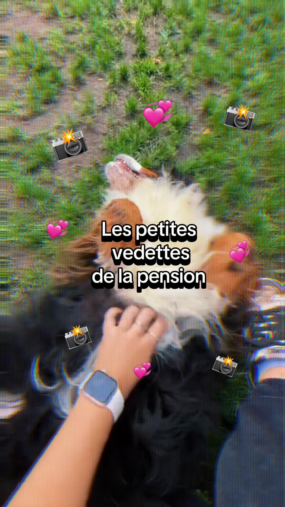 @Pension.canine.Aguerin