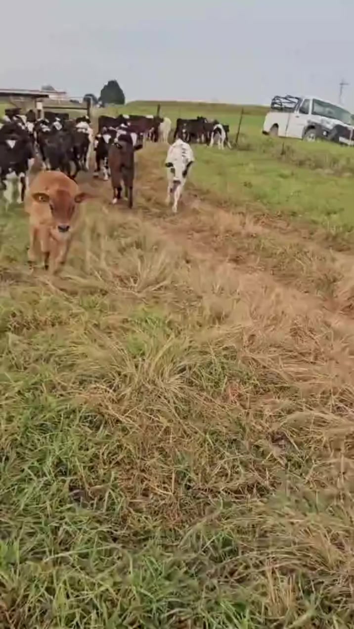 @KENYA FARM NAIVASH 0737434484
