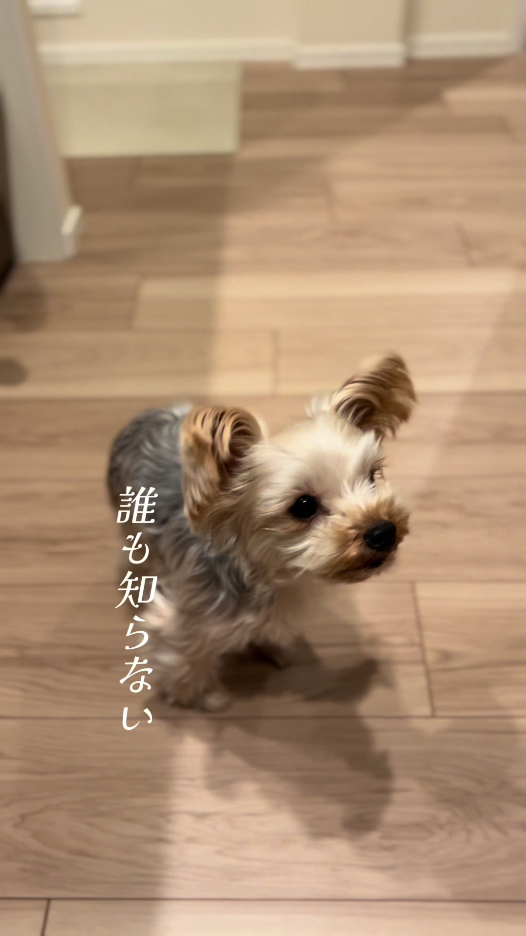 @みちゃよも🐶🐱