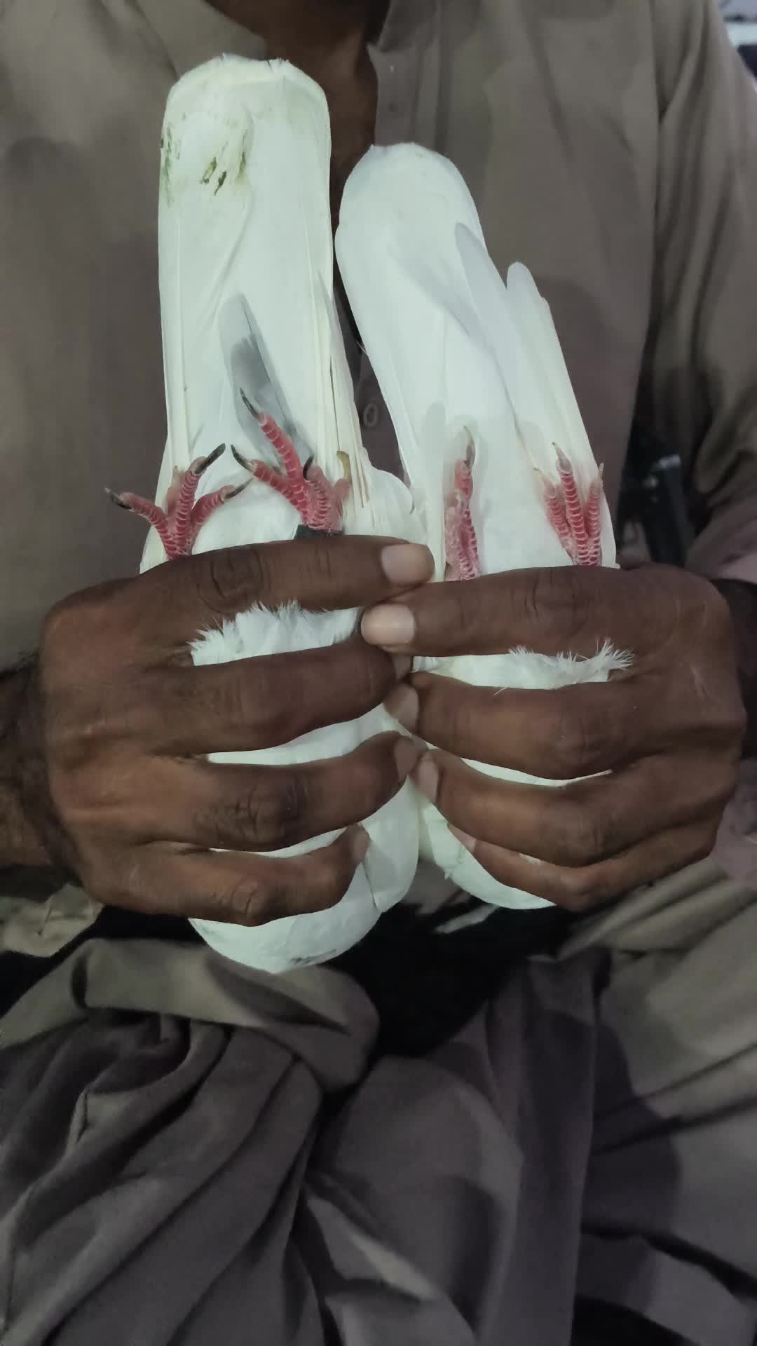 @Ali Halo189