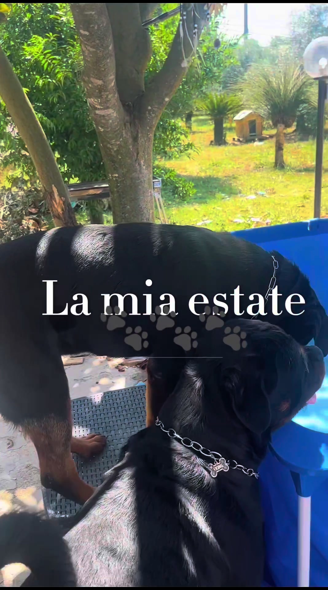 @Valentina Addestrare educando