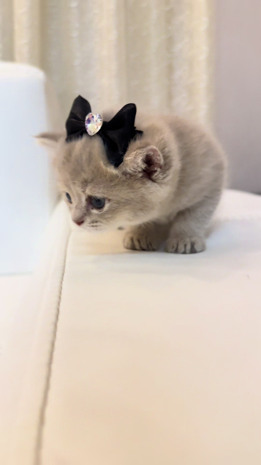 @cat.sheri.kittens