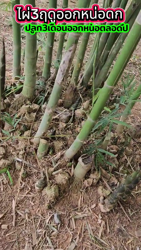 @นัดดาชอป