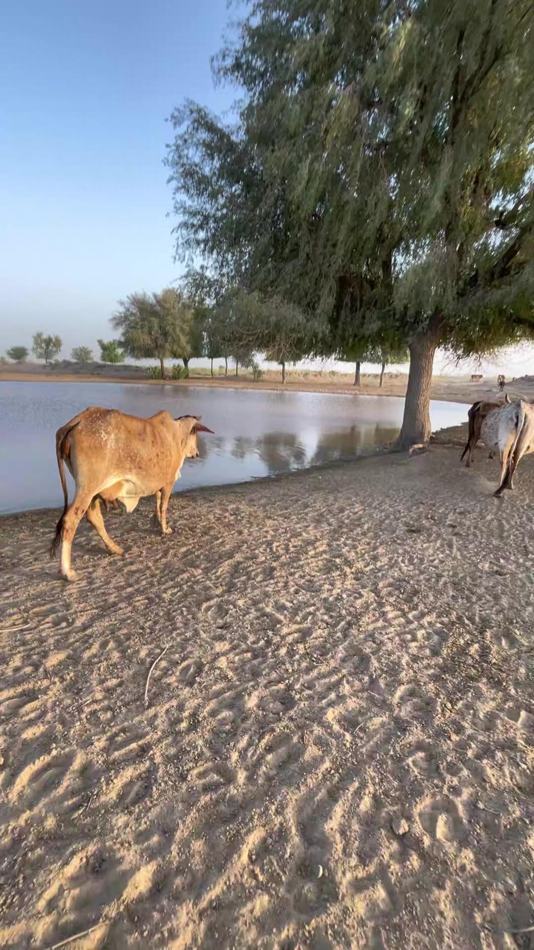 @Waqas Rohi wala