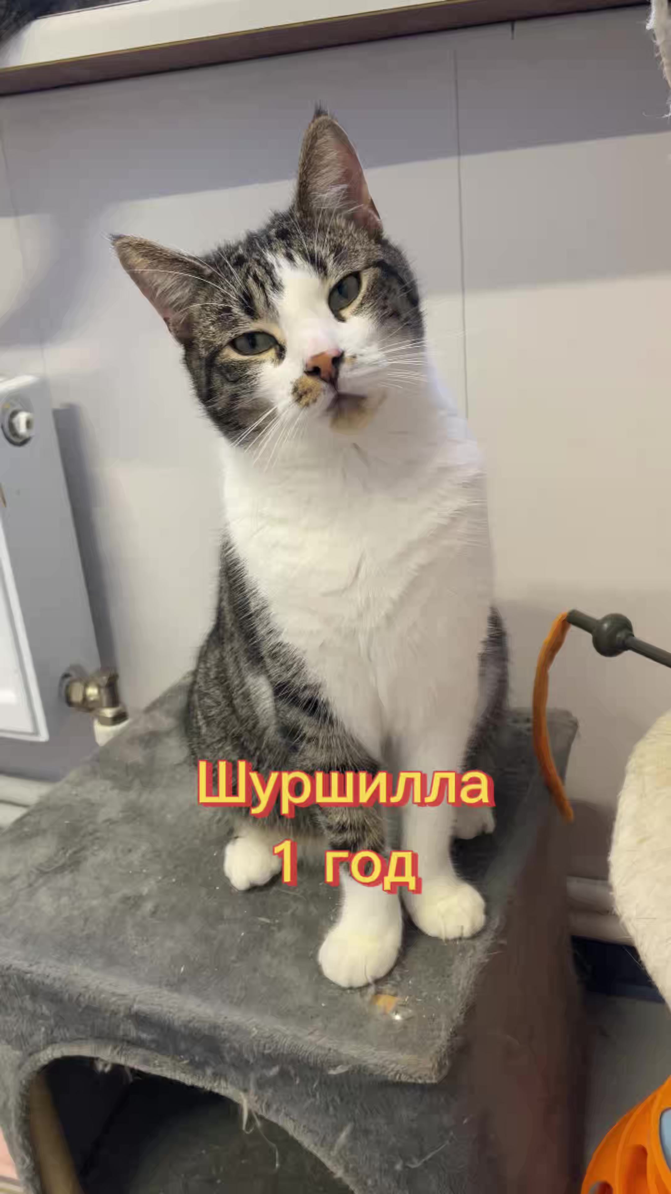 @Приют Новый дом