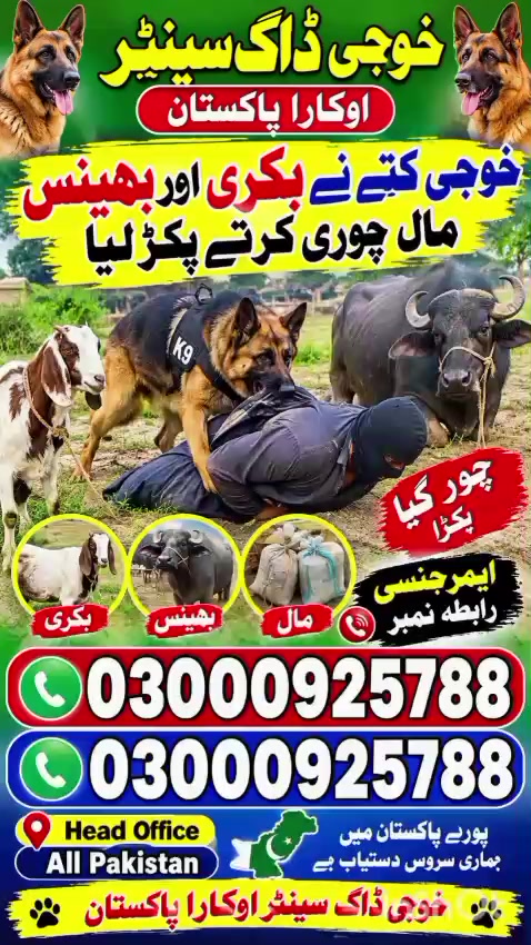 @khoji dog contact number