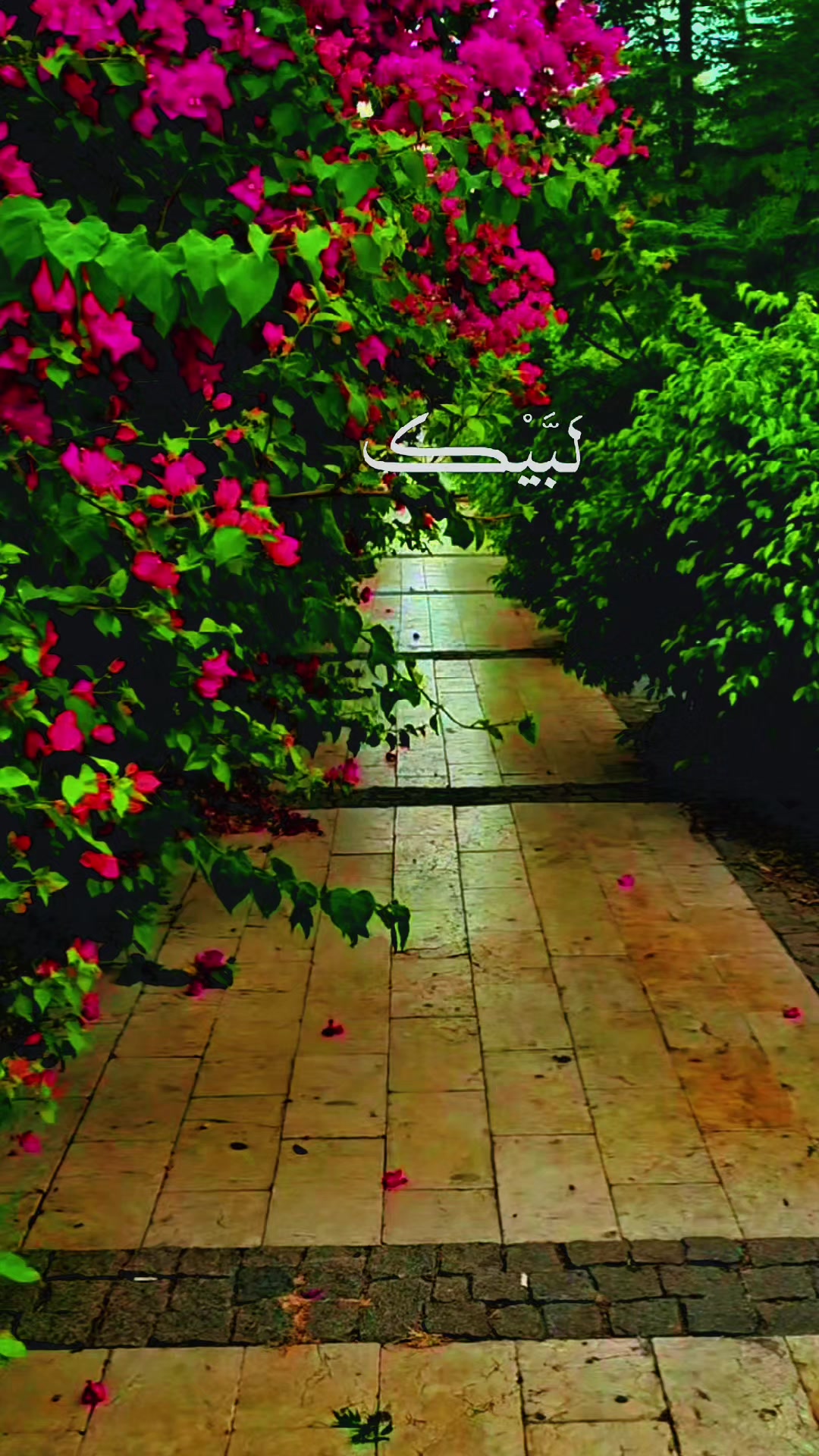 @♡آمــہ الز𝄠ين ♡