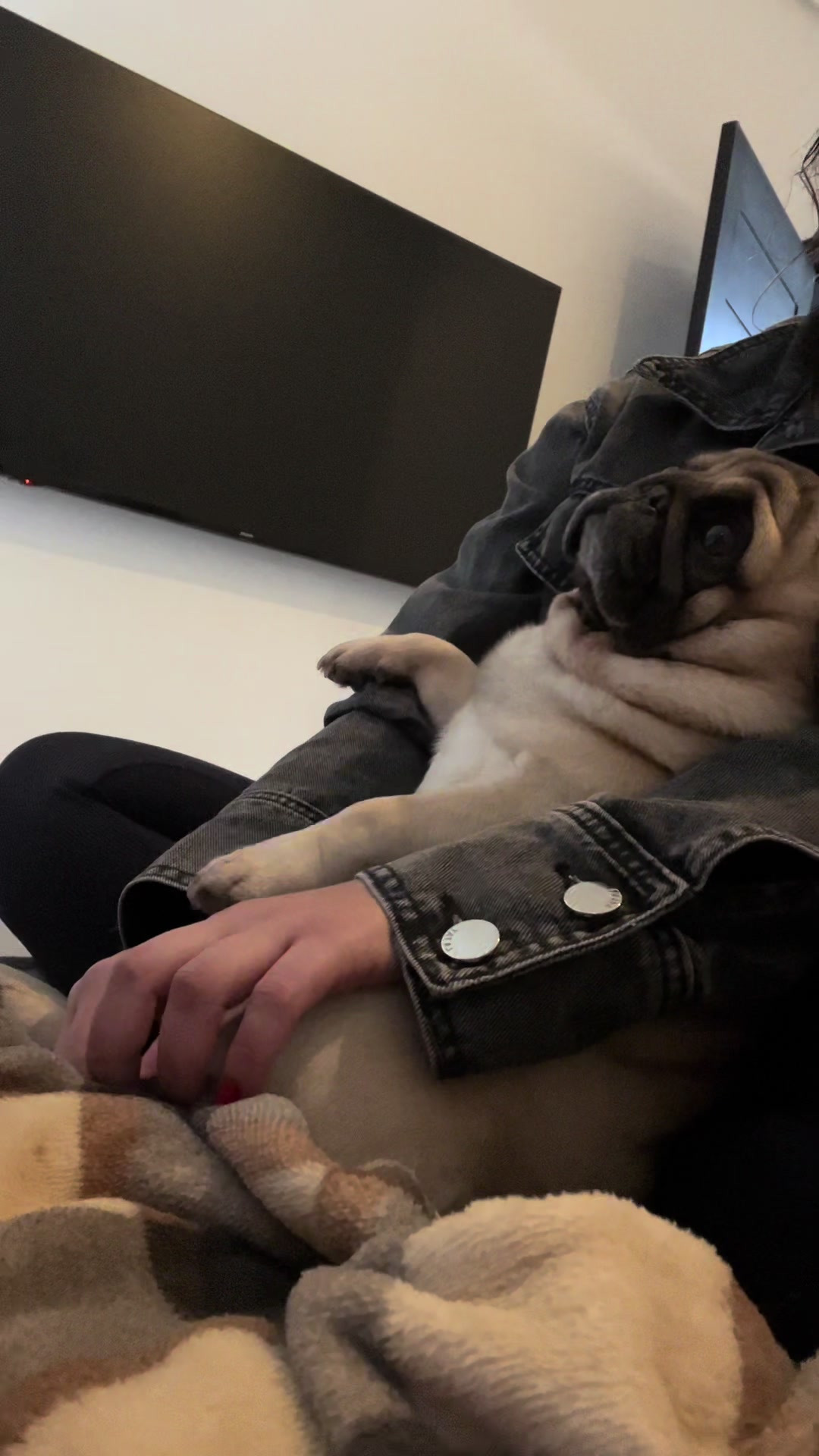 @pugSofyHarry