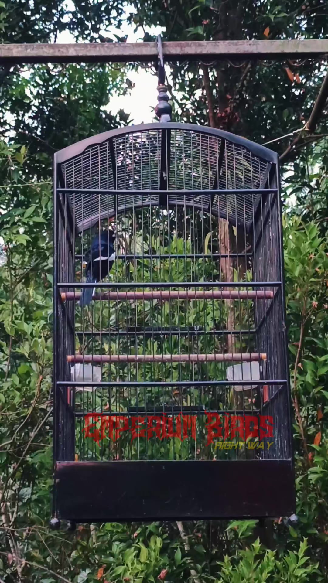 @Emperium Birds