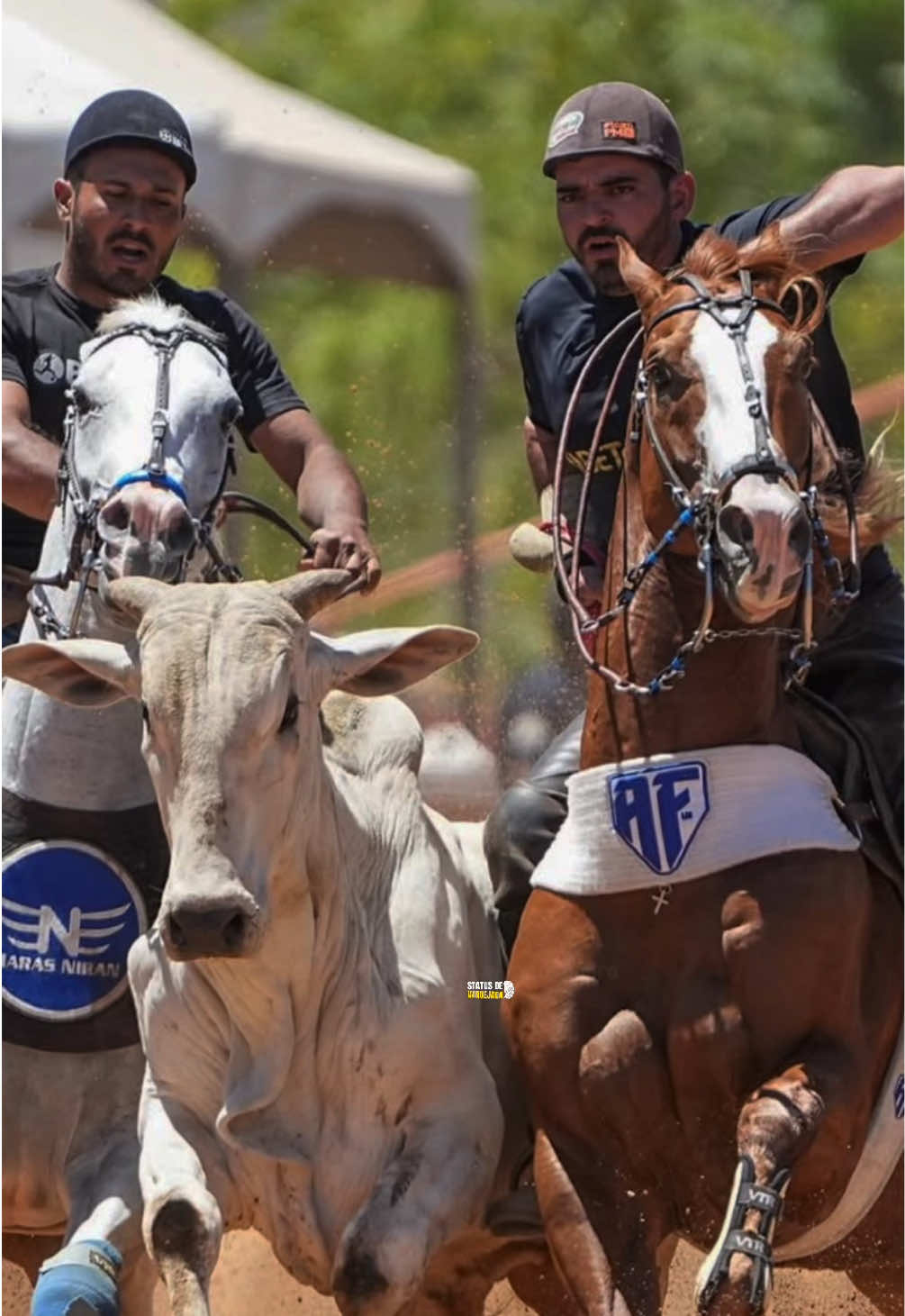 @forró de vaquejada