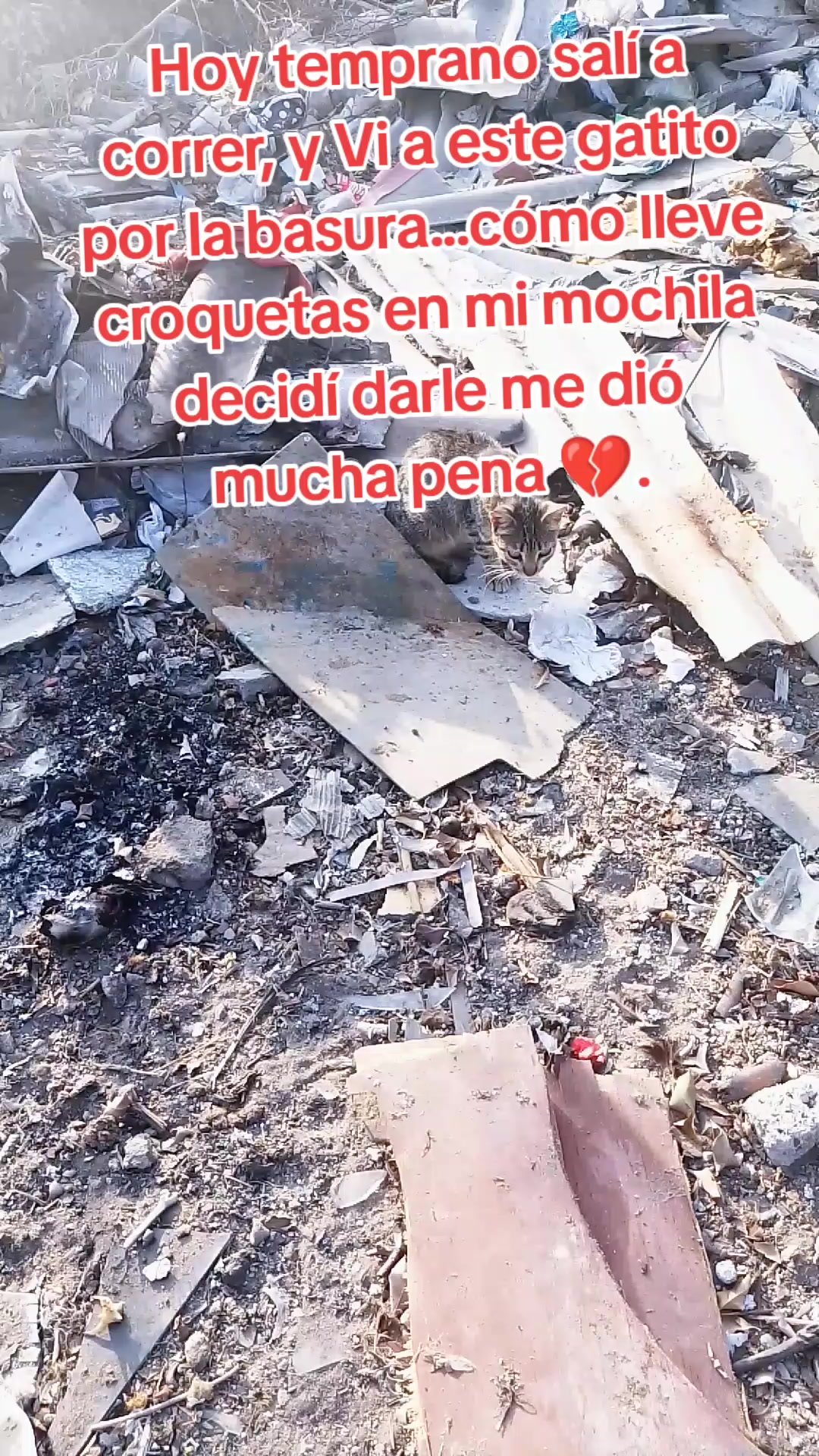 @🌷 Sarita y los callejeritos