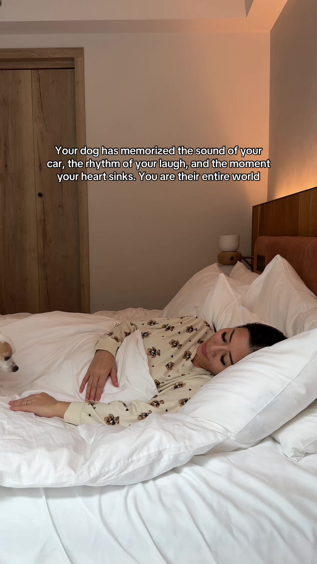 @Bao the Chihuahua