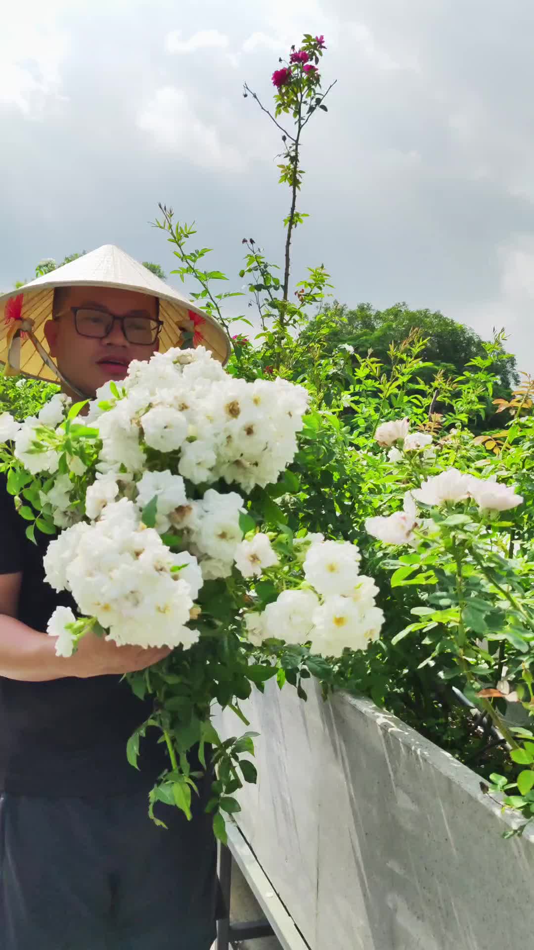 @Dược sĩ cỏ