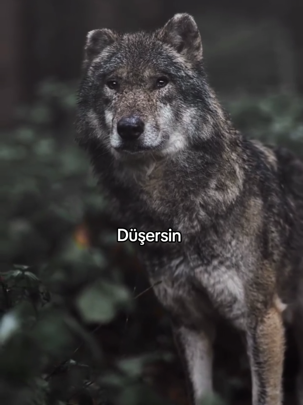 @HAYDAR &Ouml;ZEL