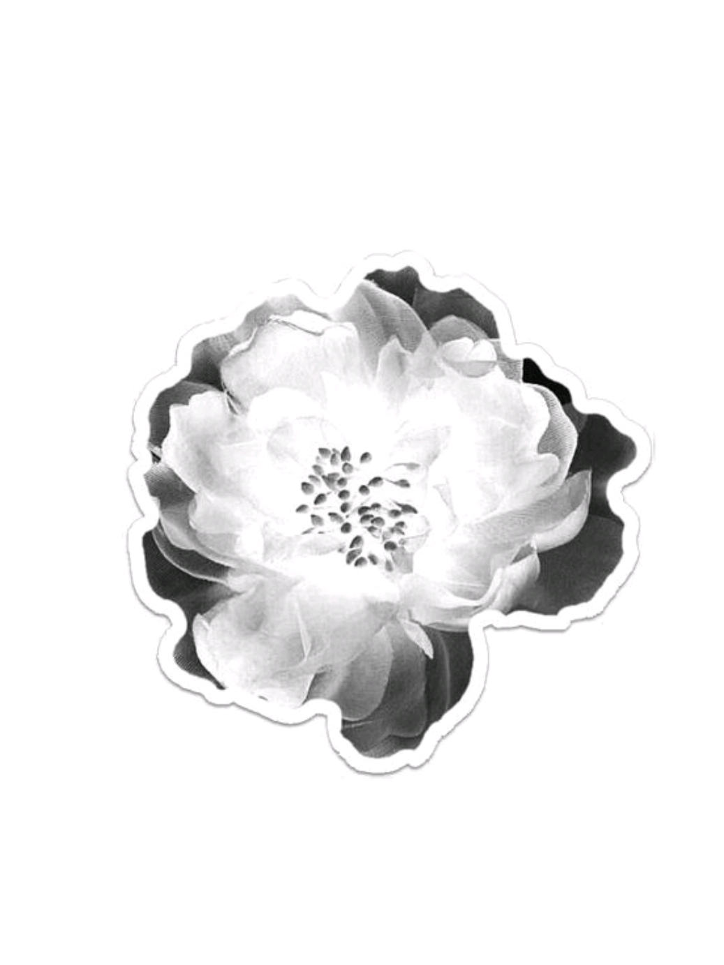 @𖹭   🩻⣴   　۫  𝐿ꪮ︭gꪖი  𓏴  𓂃