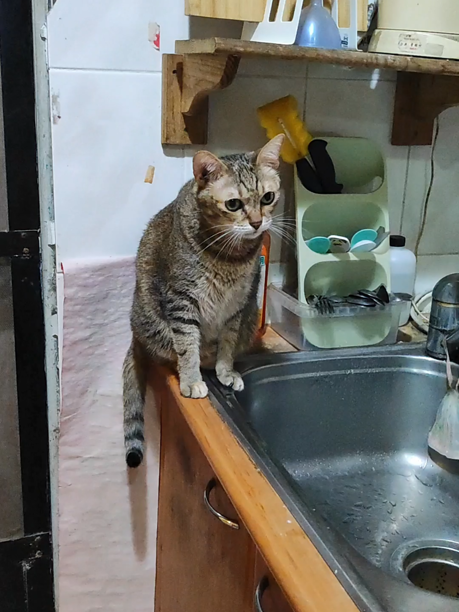 @三貓老爹