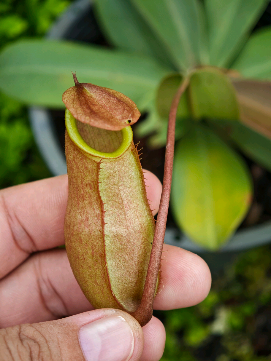 @GSp.Rayong Nepenthes