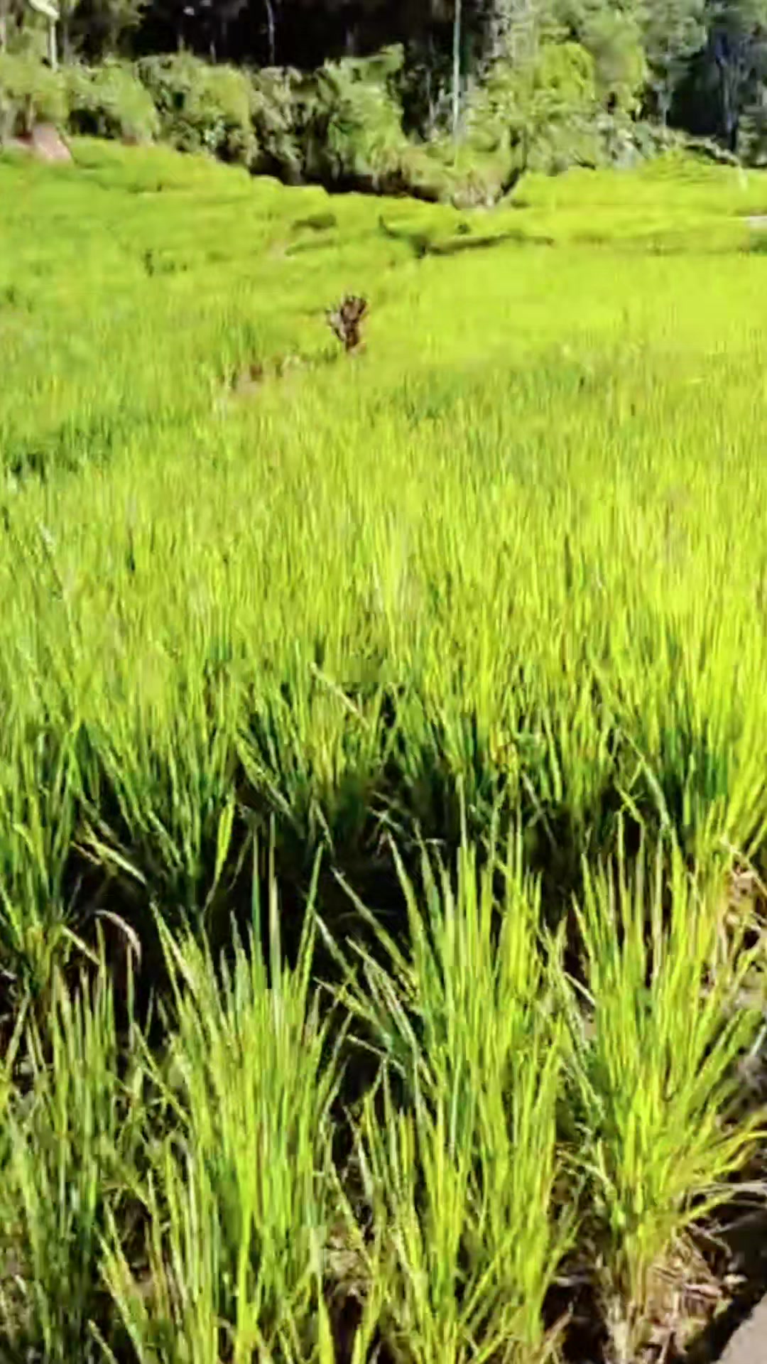 @si Boru Matondang