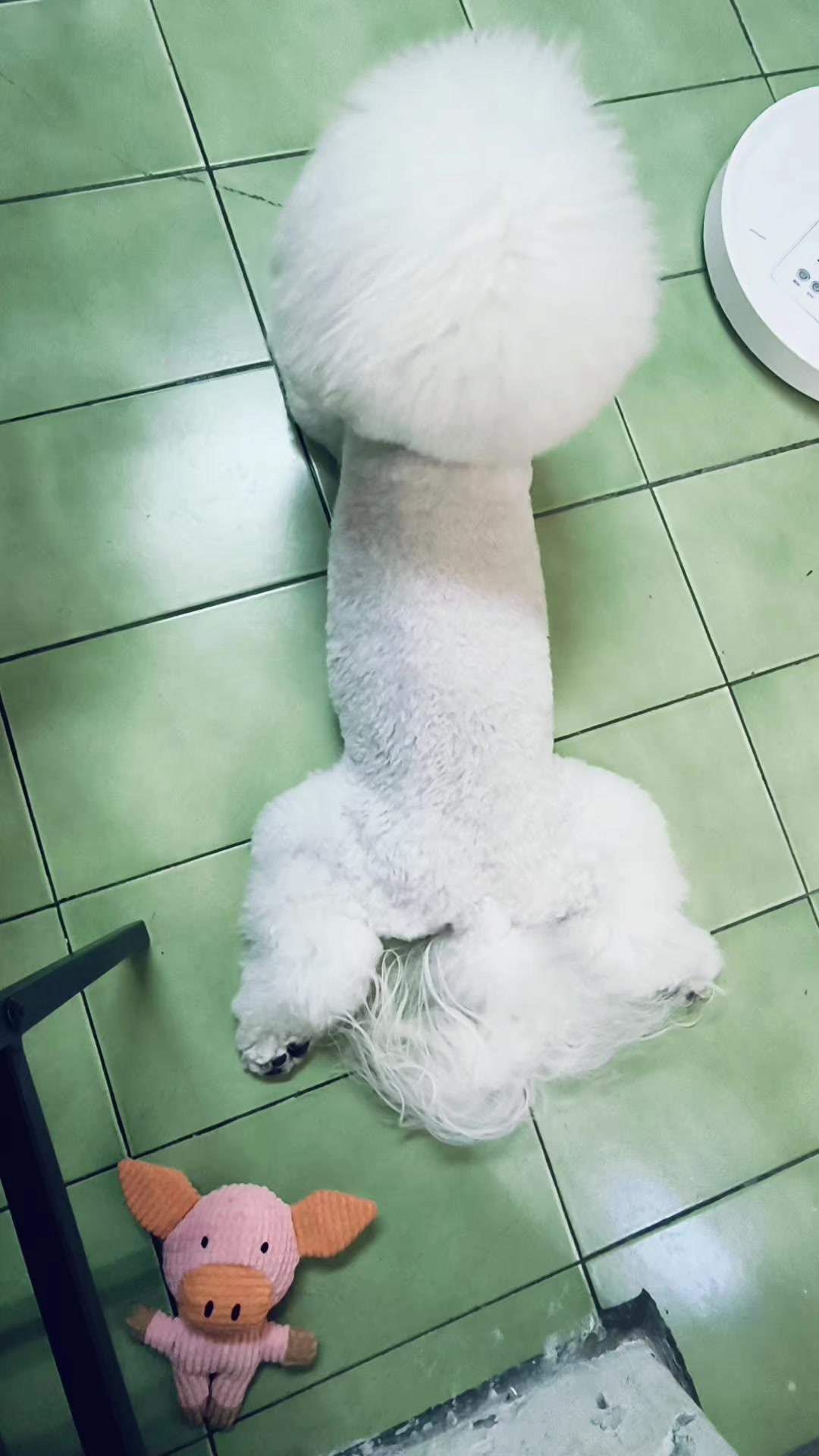 @獅子座 雲林聯盟