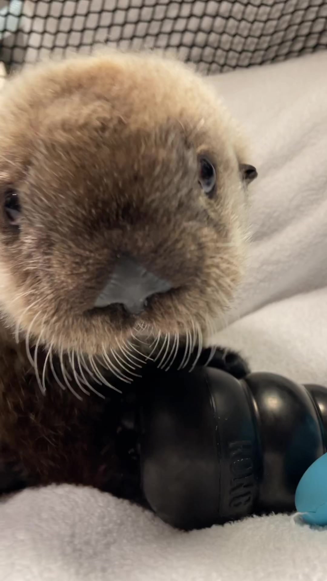 @Marine Mammal Rescue Society