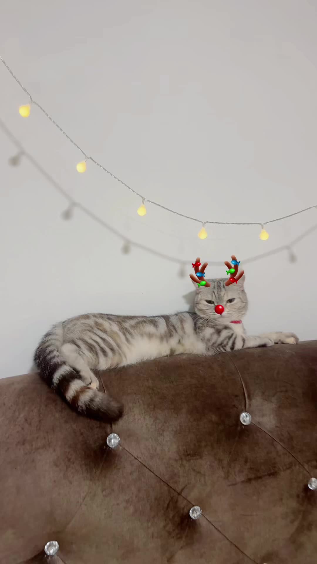 @Lyra and friends 😽