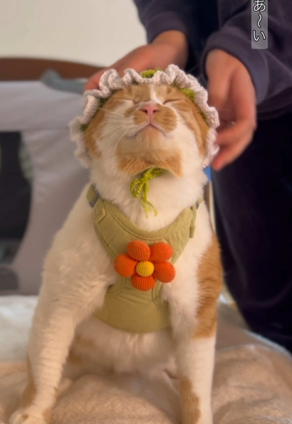 @お散歩大好きもんぶらん🐈
