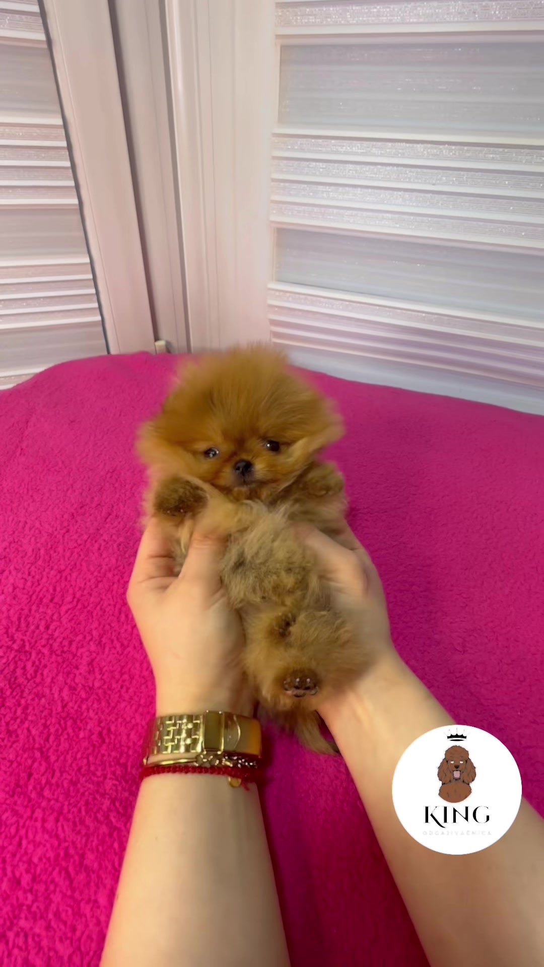 @RED_POODLE_KING