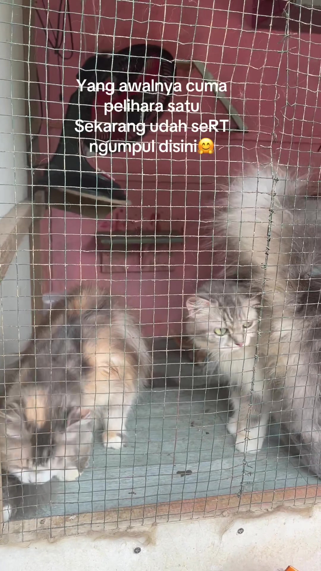 @Kucingmeongmeong
