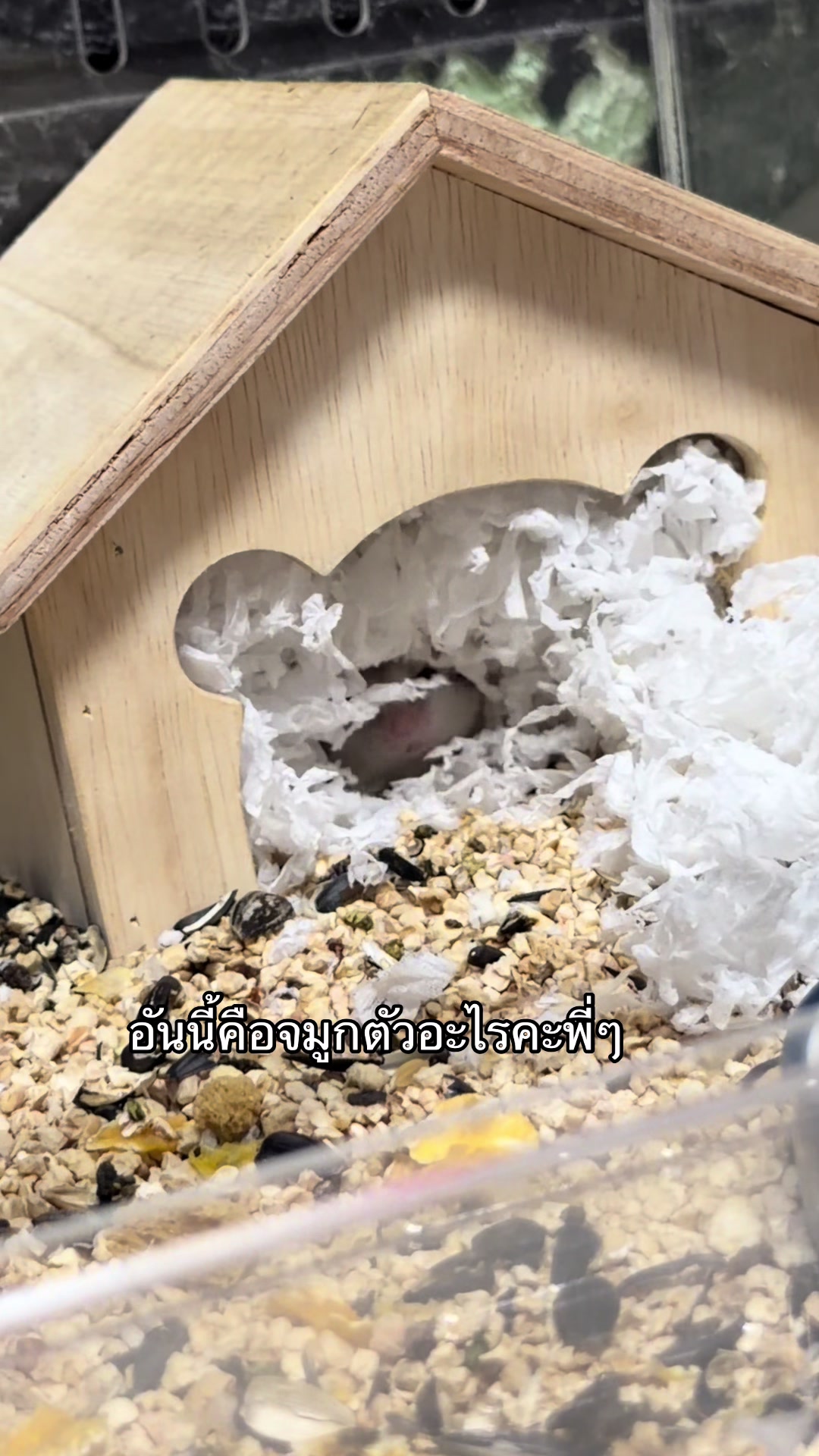 @DIYอุปกรณ์สัตว์เลี้ยง