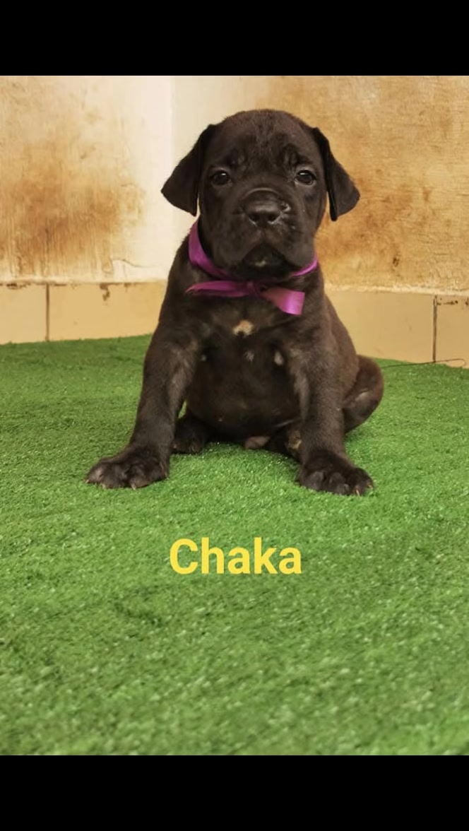 @FIRST CANE CORSO🐾🇨🇮🇨🇮🐾