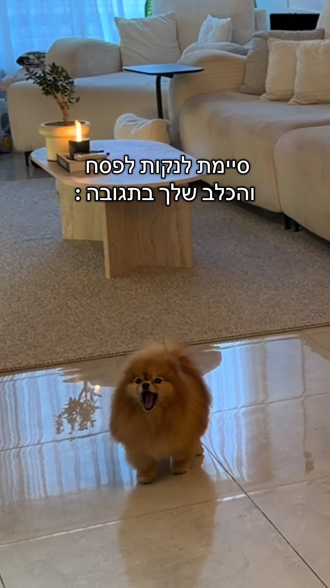 @ולריה אדרי
