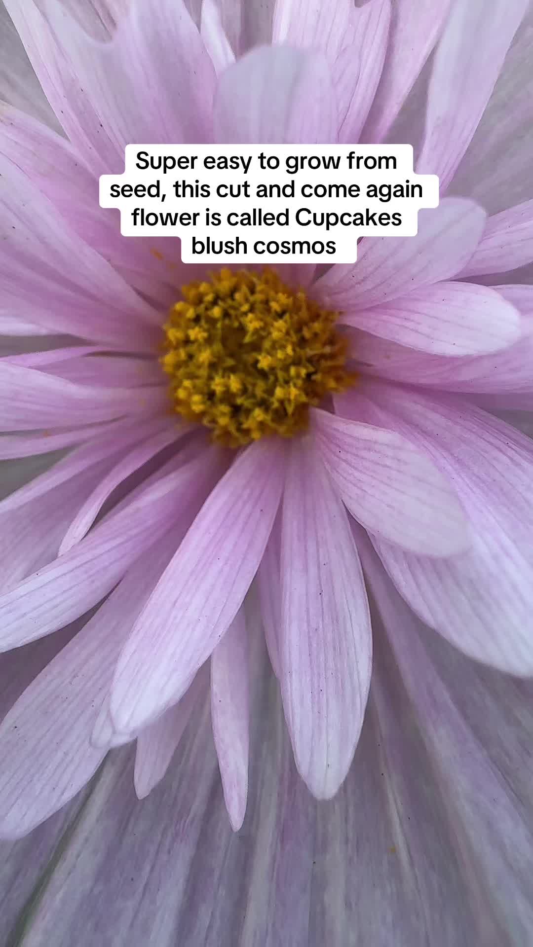 @Rylee&rsquo;s Blooms