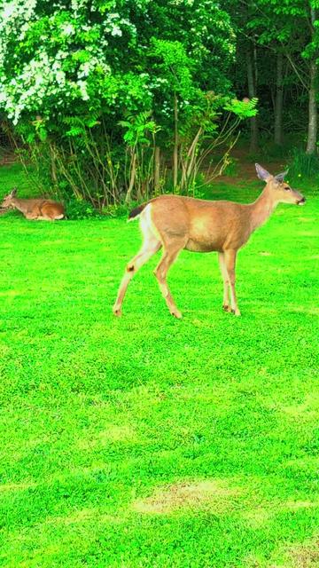 @Sharin&hearts;️🦌🌞🌛&hearts;️
