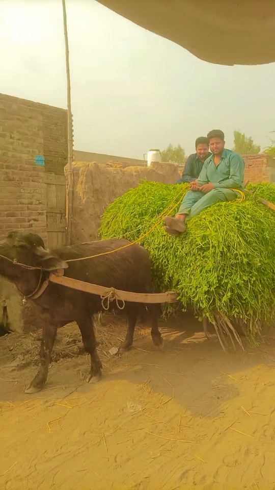@Qamar Zaman Cheena