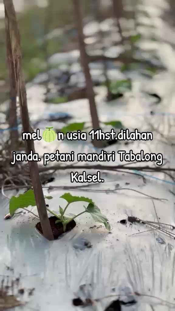 @SURYA TANI
