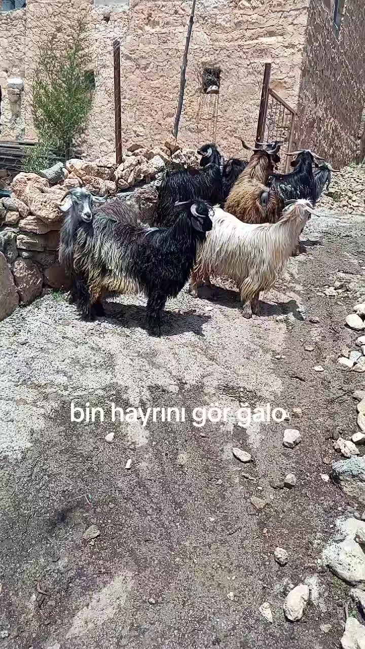 @hebun zınar