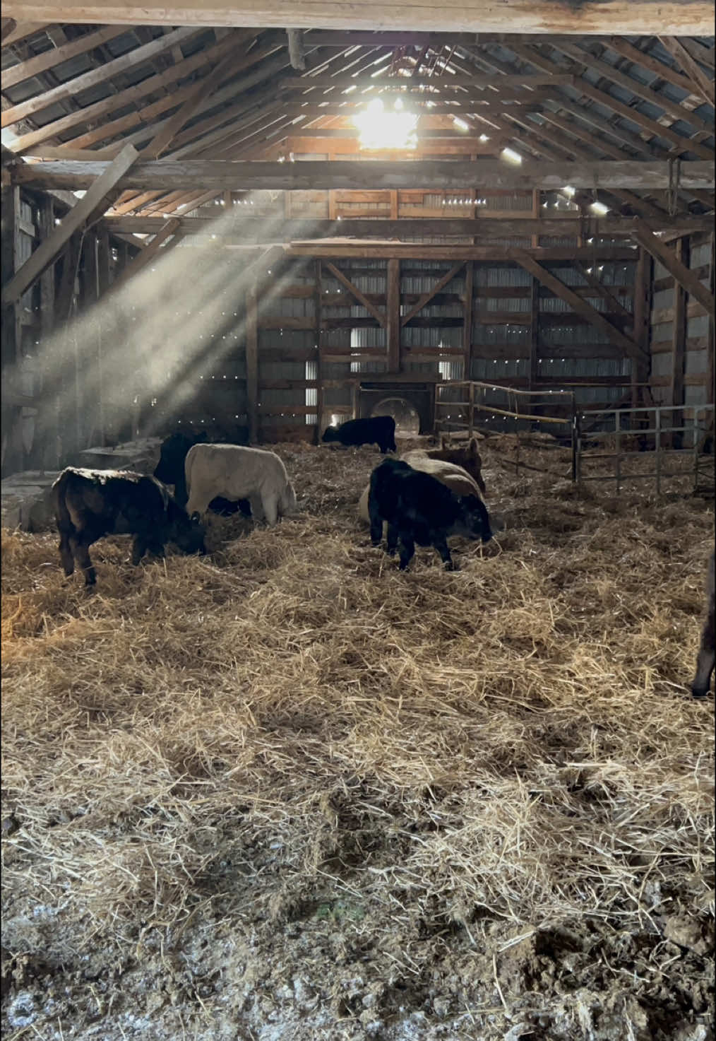 @Marilou Charest🇨🇦🐮🚜