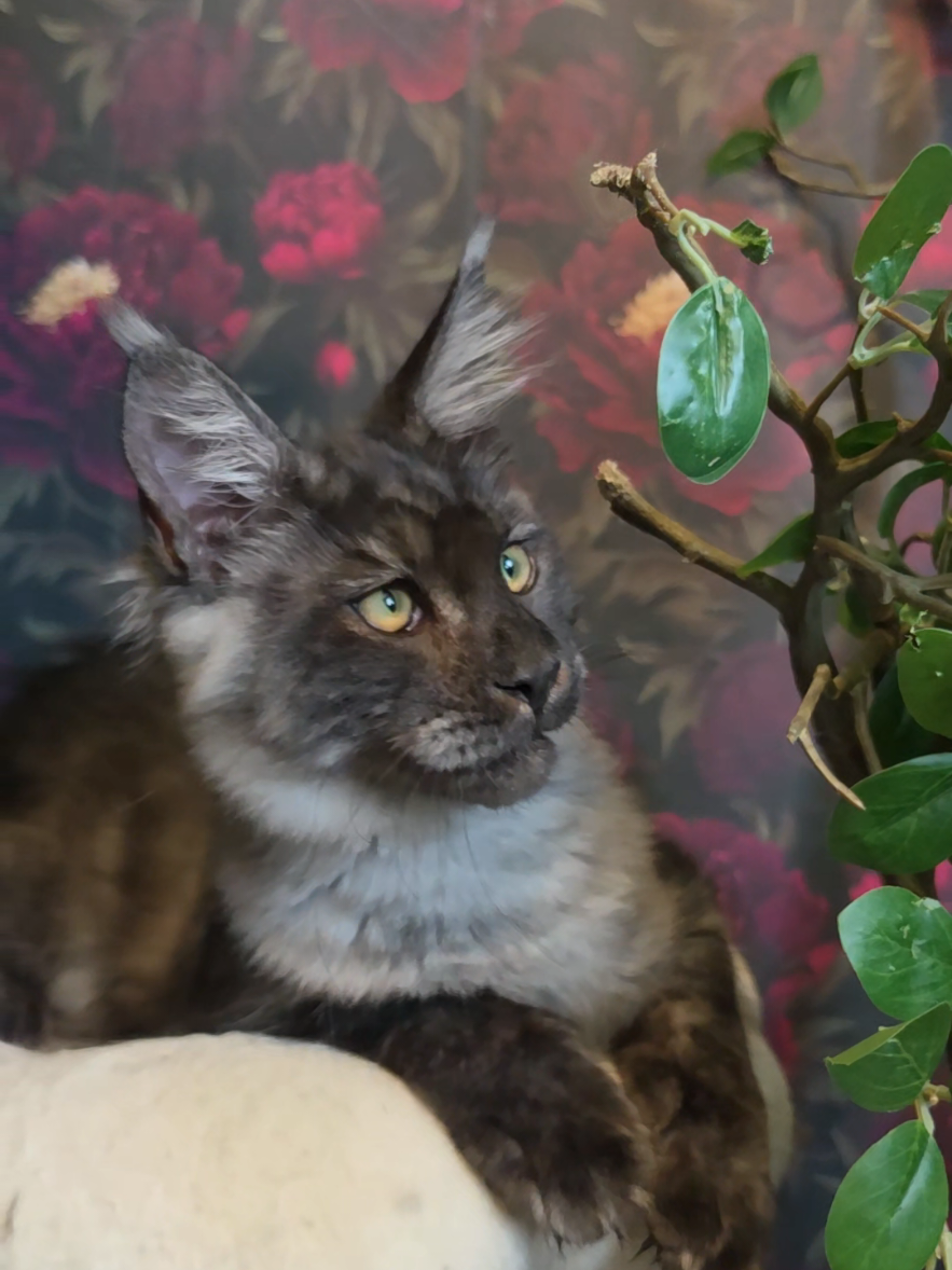 @Peaky Claws Cattery